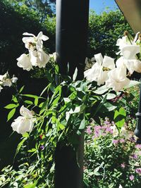 Close-up of white flowers blooming on tree