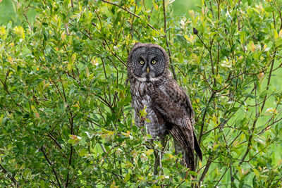 Portrait of a great gray owl