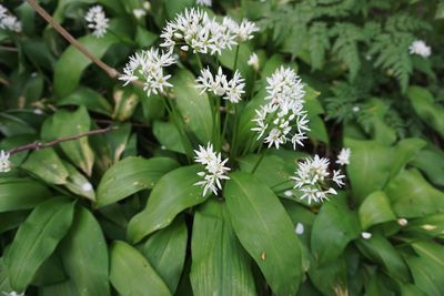 Close-up of white flowering plants