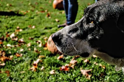 Low section of dog on field