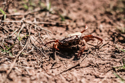 High angle view of insect on land