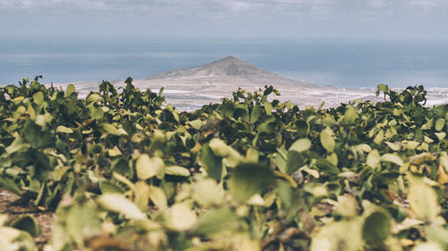 Plants growing on land by sea against sky