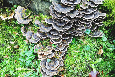 High angle view of mushroom growing on field