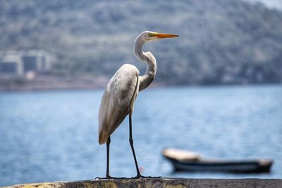 High angle view of gray heron perching on railing against sea