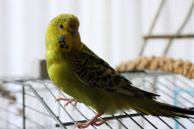 Close-up of parrot perching in cage