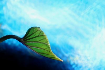 Close-up of leaves against blue water