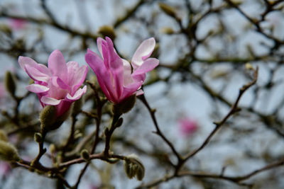 Close-up of pink flower on branch