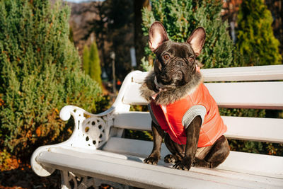 Portrait of a french bulldog dog sitting on bench in park