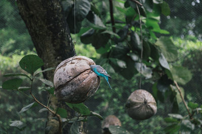 Close-up of bird perching on branch