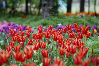 Close-up of red flowers blooming outdoors