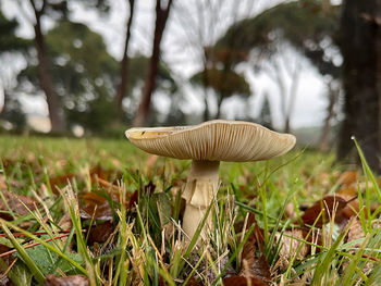 Close-up of mushroom on field on a rainy day. 