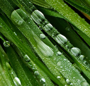 Full frame shot of wet grass