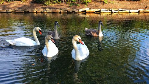 High angle view of swans swimming in lake