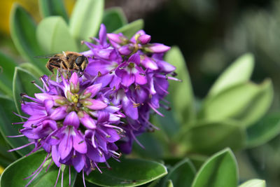 Close-up of bee on purple flower