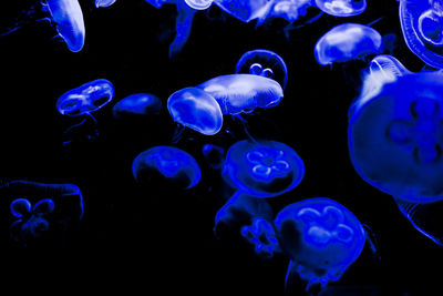 Close-up of jellyfish swimming in water