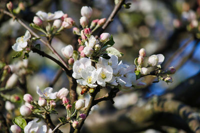 Close-up of cherry blossoms in spring