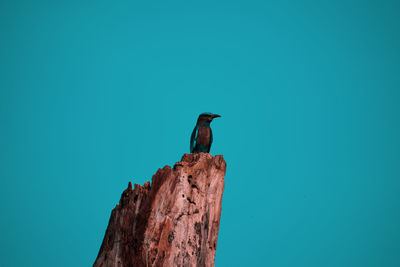 Low angle view of bird perching on wood against clear blue sky