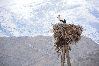 Low angle view of bird perching on nest