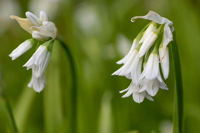 Close up of a three cornered leek flower in bloom