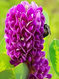 Close-up of bee pollinating flower