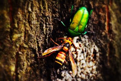 Close-up of insect