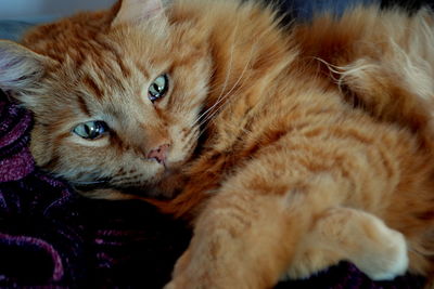 Close-up of cat resting