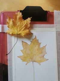 High angle view of maple leaf on table