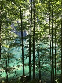 Trees in forest