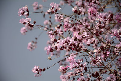 Low angle view of cherry blossoms