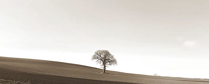 Single tree on field against clear sky