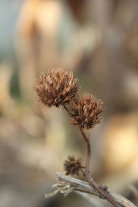 Close-up of wilted plant