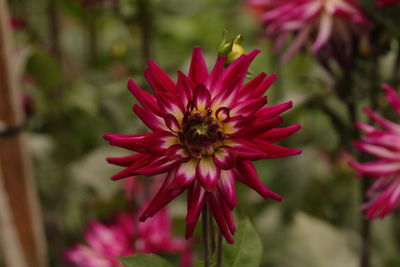 Close-up of pink flower