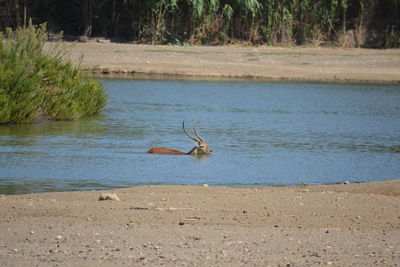 Birds on lake against trees