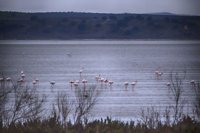 View of birds in lake