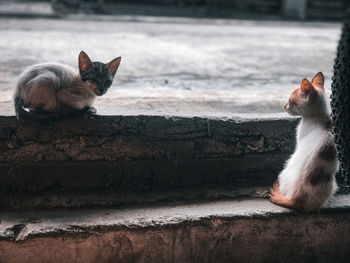 Portrait of cat looking each other