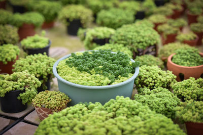 Close-up of vegetables for sale in market