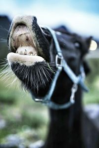 Close-up of horse wearing bridle