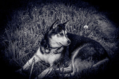 Close-up of dog in grass