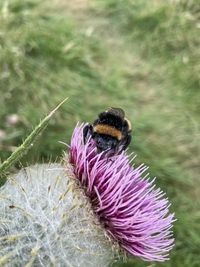 Close-up of bee pollinating on purple flower