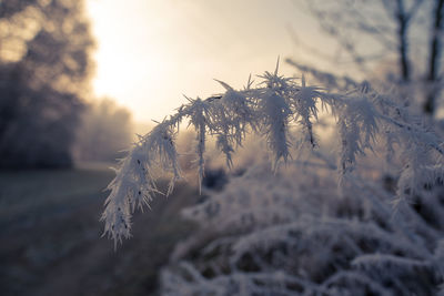 Close-up of frost on tree during winter