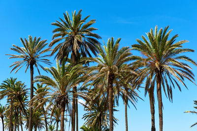 Low angle view of palm trees against blue sky