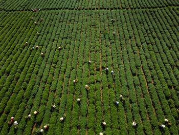 Harvesting tea in vietnam