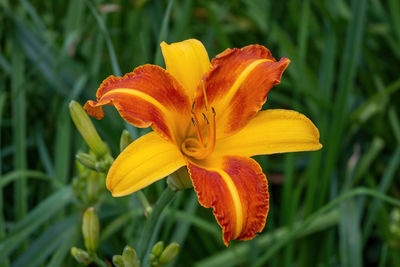 Close-up of orange day lily