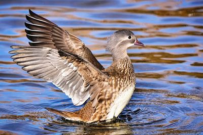 Duck swimming in lake