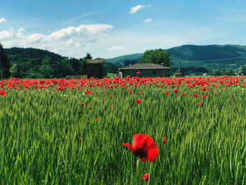 Red poppy flowers on field against sky