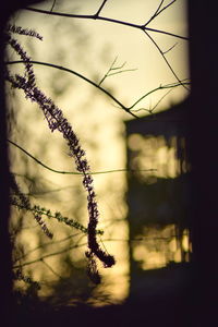 Close-up of plant against sky