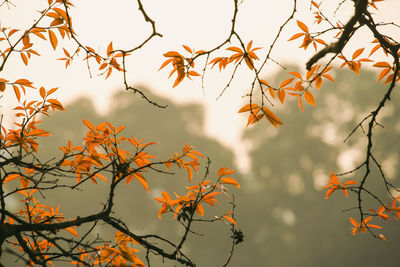 Low angle view of plants against sky during autumn