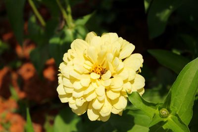 Close-up of honey bee on yellow flower