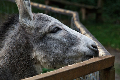 Close-up of an animal sleeping in zoo