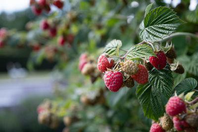 Abundance of red ripe raspberries on the bushes in the garden, fresh berries